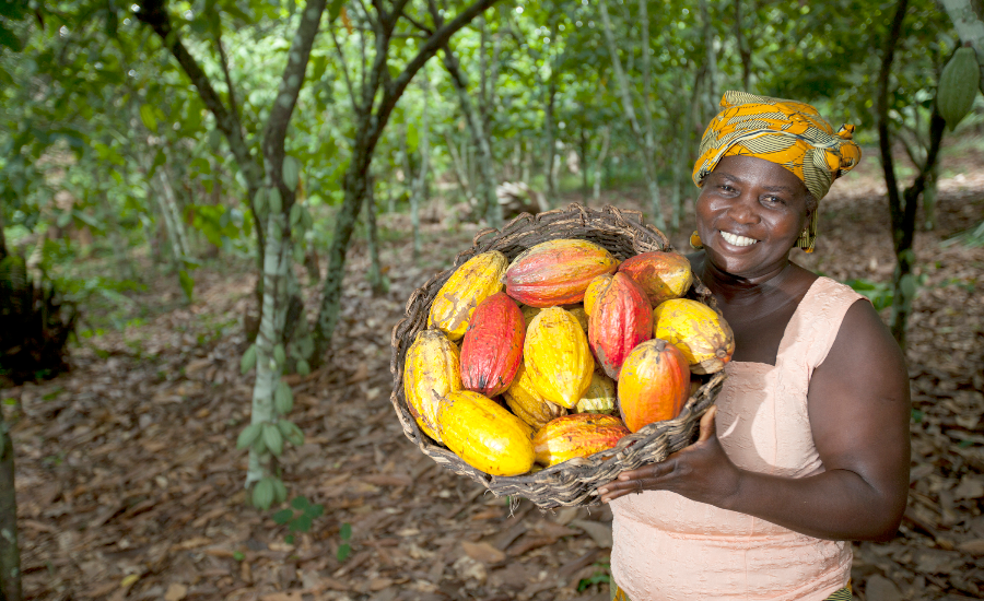Transmar increases cocoa premium for farmers