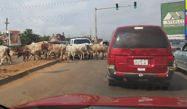 Cattle obstruct traffic on Kpone-Tema highway