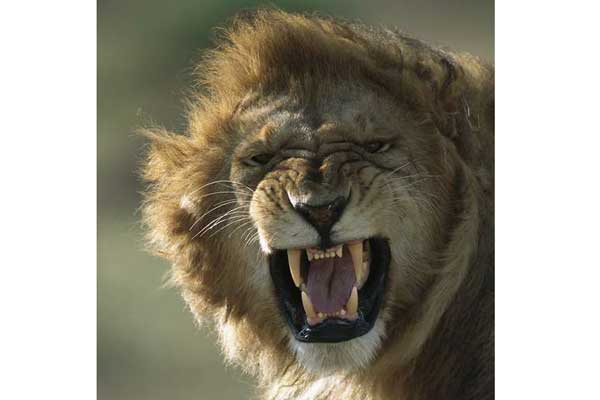 Kenya: Lion snatches girl from home, kills her in bushes
