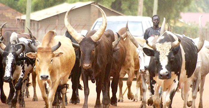 A herd of cattle  Picture: NII MARTEY M. BOTCHWAY