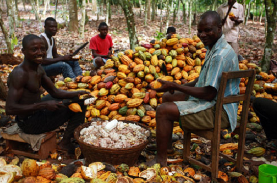 Calendar for cocoa  farmers launched