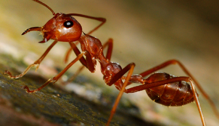 Originally from South America, the red imported fire ant is feared for its burning and potentially lethal sting