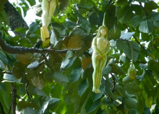  Mystery tree that 'bears fruit like shape of women' found in Thailand 