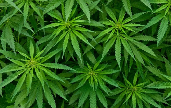 The cannabis plant