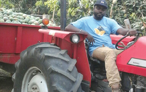 Ishmael Boafo carting the harvested mangoes in his tractor