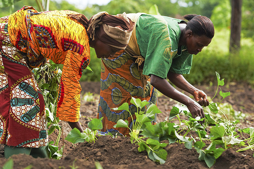 Female  farmers: Key to ensuring food security in Ghana