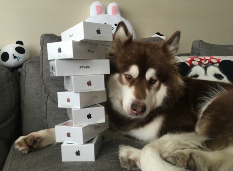 Coco the Alaskan malamute poses with her iPhone 7 handsets.
