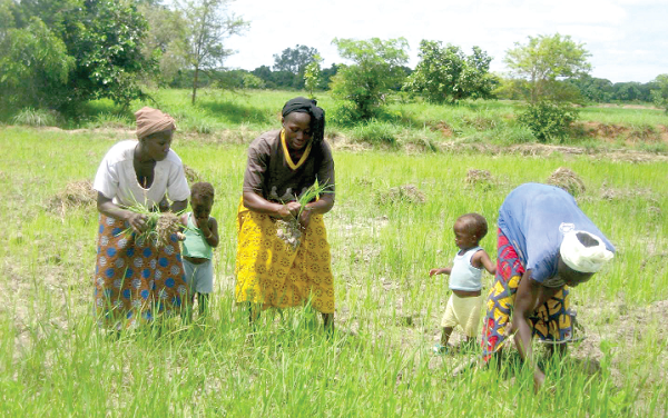 Some women engaged in farming