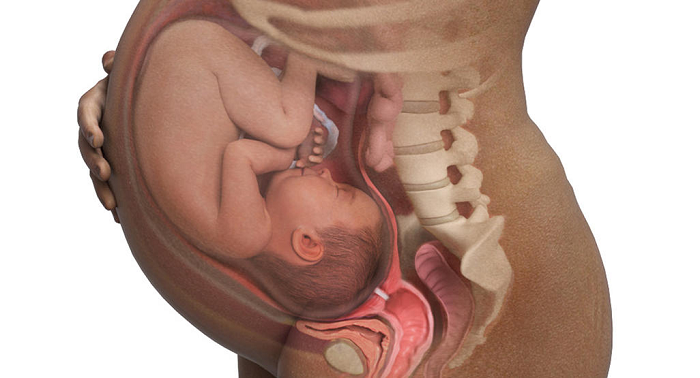  Wonderful developments take place while the baby  is in the womb