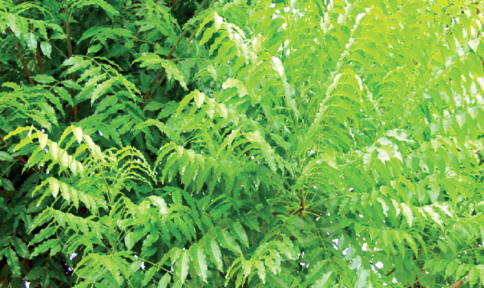 The neem tree is a popular tree with medicinal values