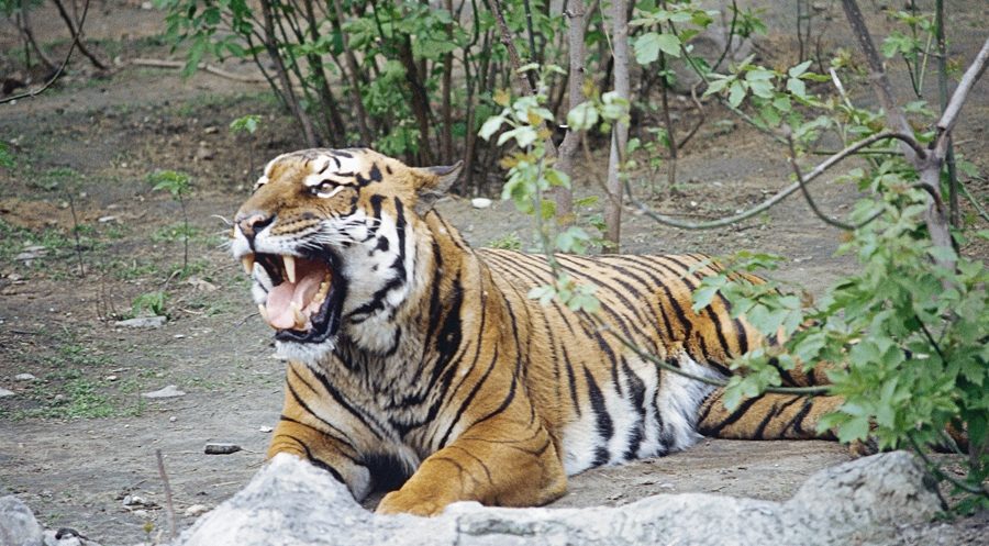 Man killed by tiger in Chinese zoo