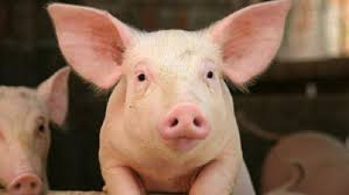 Ashanti Veterinary Service bans pigs transportation ...as 430 pigs killed by African Swine Fever