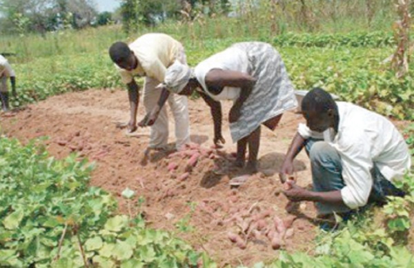 Farmers urged to visit agric offices to enhance knowledge