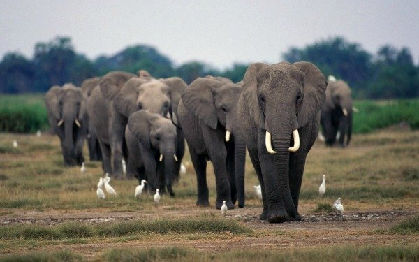  African elephants could be conserved for revenue from tourists