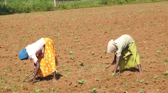 Rural women engaged in farming need to adopt best farming practices. 