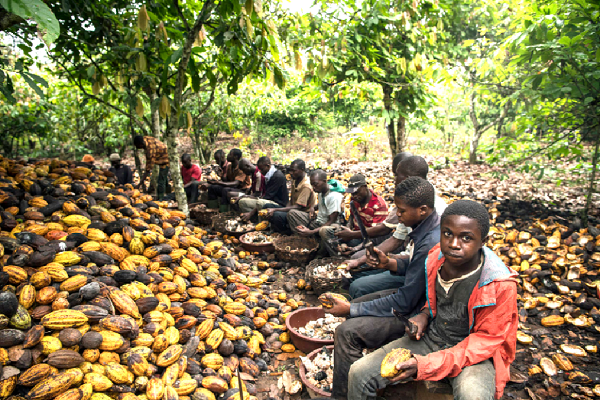 Currently, Cote d’Ivoire and Ghana are the largest producers of cocoa followed by Nigeria and Cameroun
