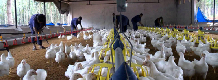 Poultry farmers demand compensation for culled birds