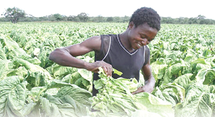 Making agriculture lucrative to the youth