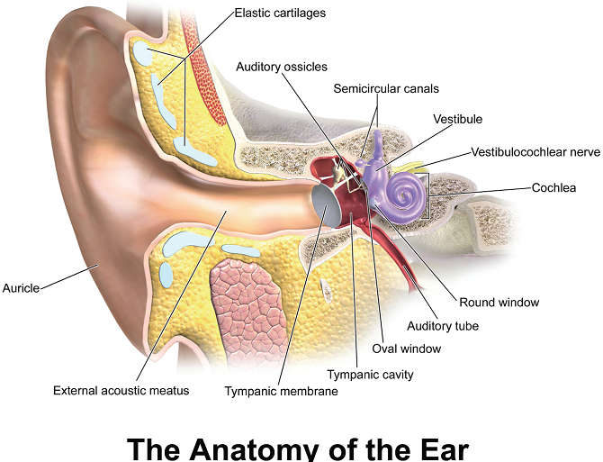 The short or long-term damage caused by prolonged exposure to loud sound - whether from speakers, construction machines or planes - can lead to hearing loss.