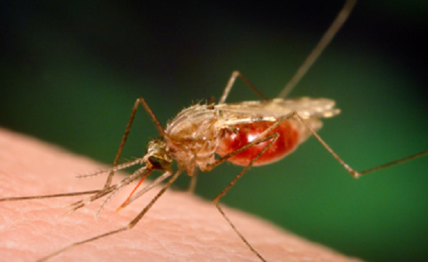   Malaria is caused by the Plasmodium parasite, badertion of GHS demystifications by Dr. Assenso 