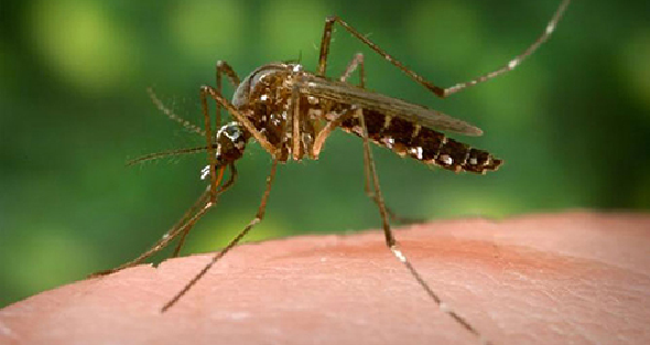 Mosquito: Tiny but deadliest insect