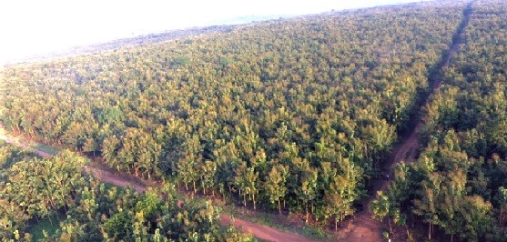Aerial view of the Paamu Berekum plantation