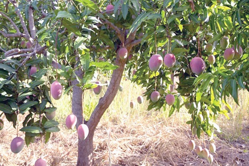 A mango tree with fruits
