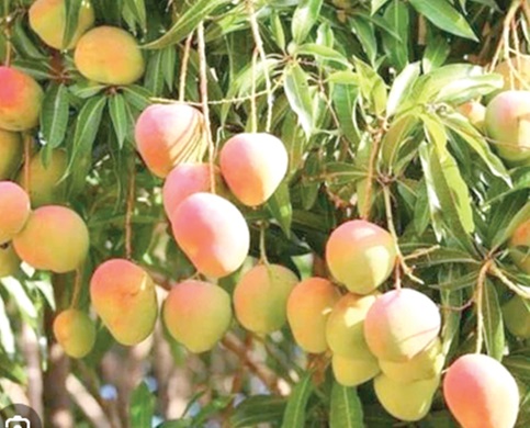 One of the tree crops