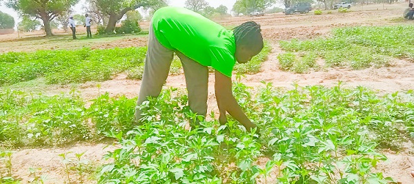 One of the women farmers working on her dry season vegetable farm in Awaradone