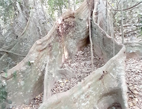 The canoe shaped tree