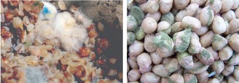 Toxicogenic fungal infection impacting mycotoxins in our foods
