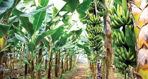  Banana farm