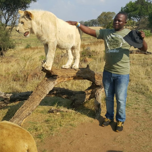 Wait a minute  I am actually holding a ten month old lion at the Lion Park  Brave man 