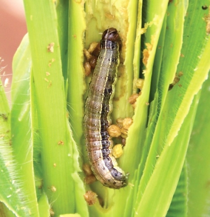 A Fall Armyworm destroying a maize plant