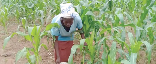 Advancements in hybrid seed technology have revolutionised maize production