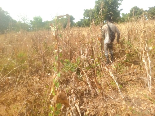Osman Hakim back to his farm harvesting after a failed attempt to secure a job in the city
