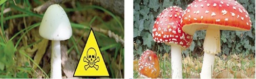 Some poisonous mushrooms as shown in the picture