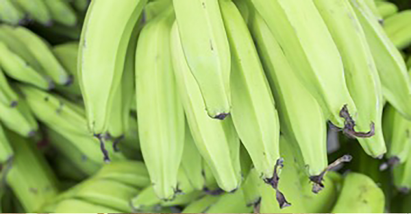 Green Plantain contains about 80 per cent resistant starch