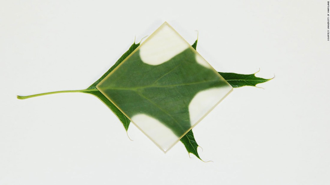Scientists at the University of Maryland at College Park have chemically enhanced a piece of wood, making it completely see-through. 