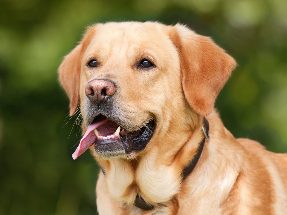No criminal implications for naming dog after person