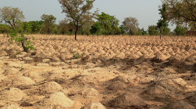 Inadequate commercial farming: Cause of high food importation