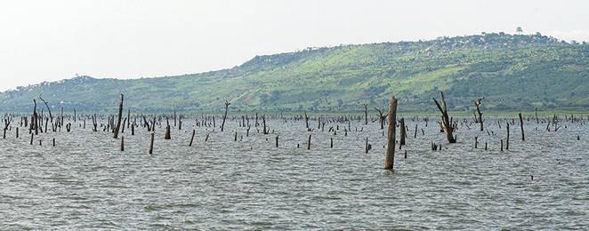 Stakeholder worried about total removal of tree stumps from Volta Lake