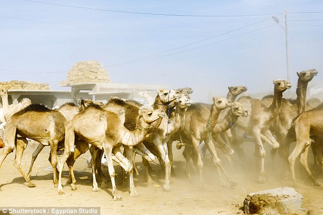 Iran to install license plates on camels