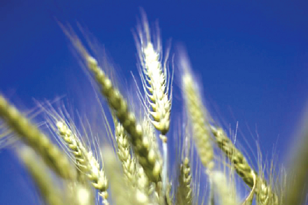 The new genetically modified corn seeds is expected to boost yields