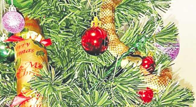 Woman finds snake in Christmas tree