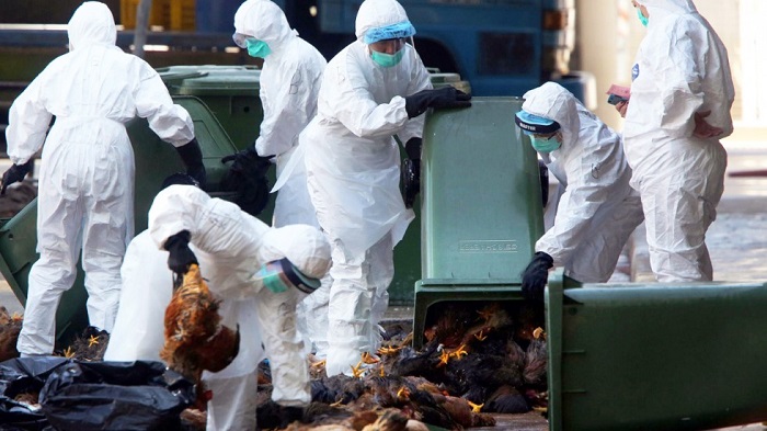 Agriculture, Fisheries and Conservation Department staff dispose of culled chickens at Cheung Sha Wan market. Photo: Felix Wong