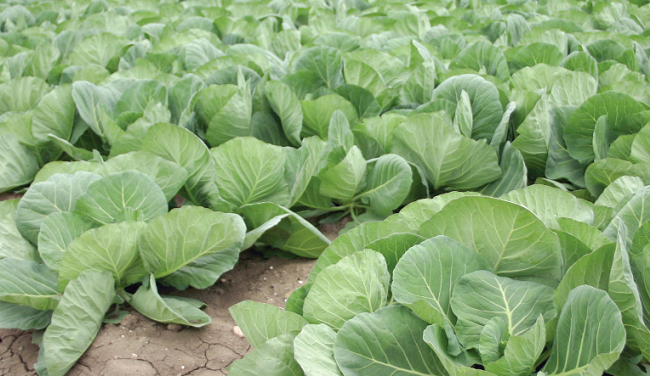 Innovative vegetable production for fishing communities