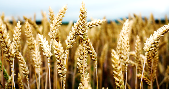 Agric company throws weight behind cereal production
