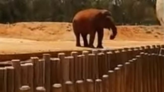 Girl dies after elephant throws stone in Morocco zoo