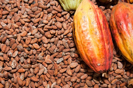 Govt to inject US$600 million into cocoa sector 